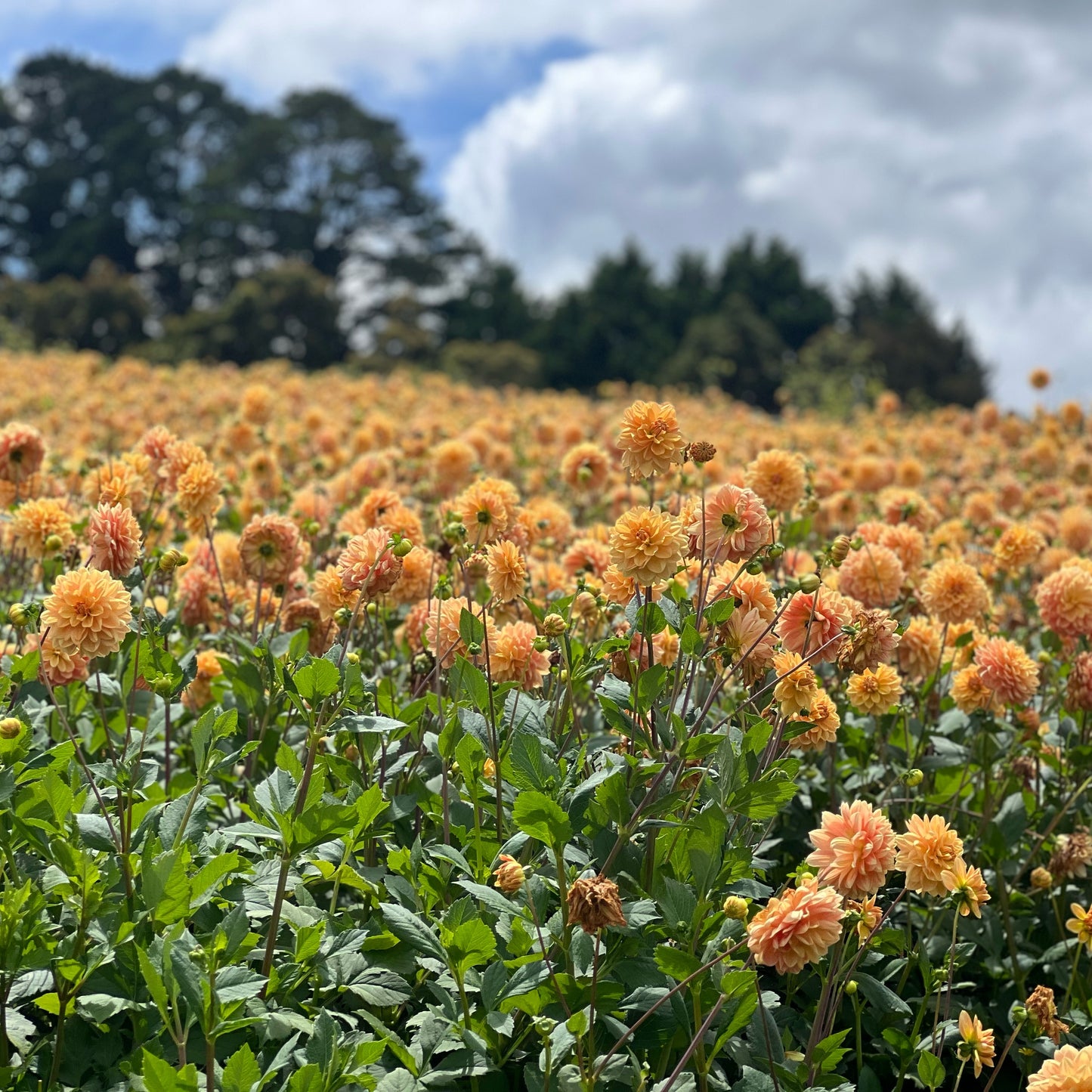 Cut Flower Dahlia Tuber ( Bulb ) Decorative Gold PRE-SALE