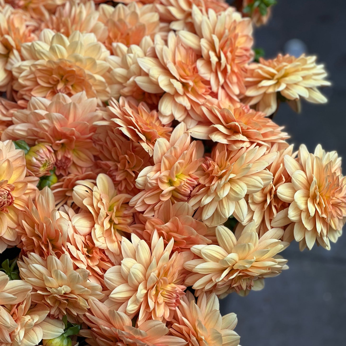 Cut Flower Dahlia Tuber ( Bulb ) Decorative Gold PRE-SALE