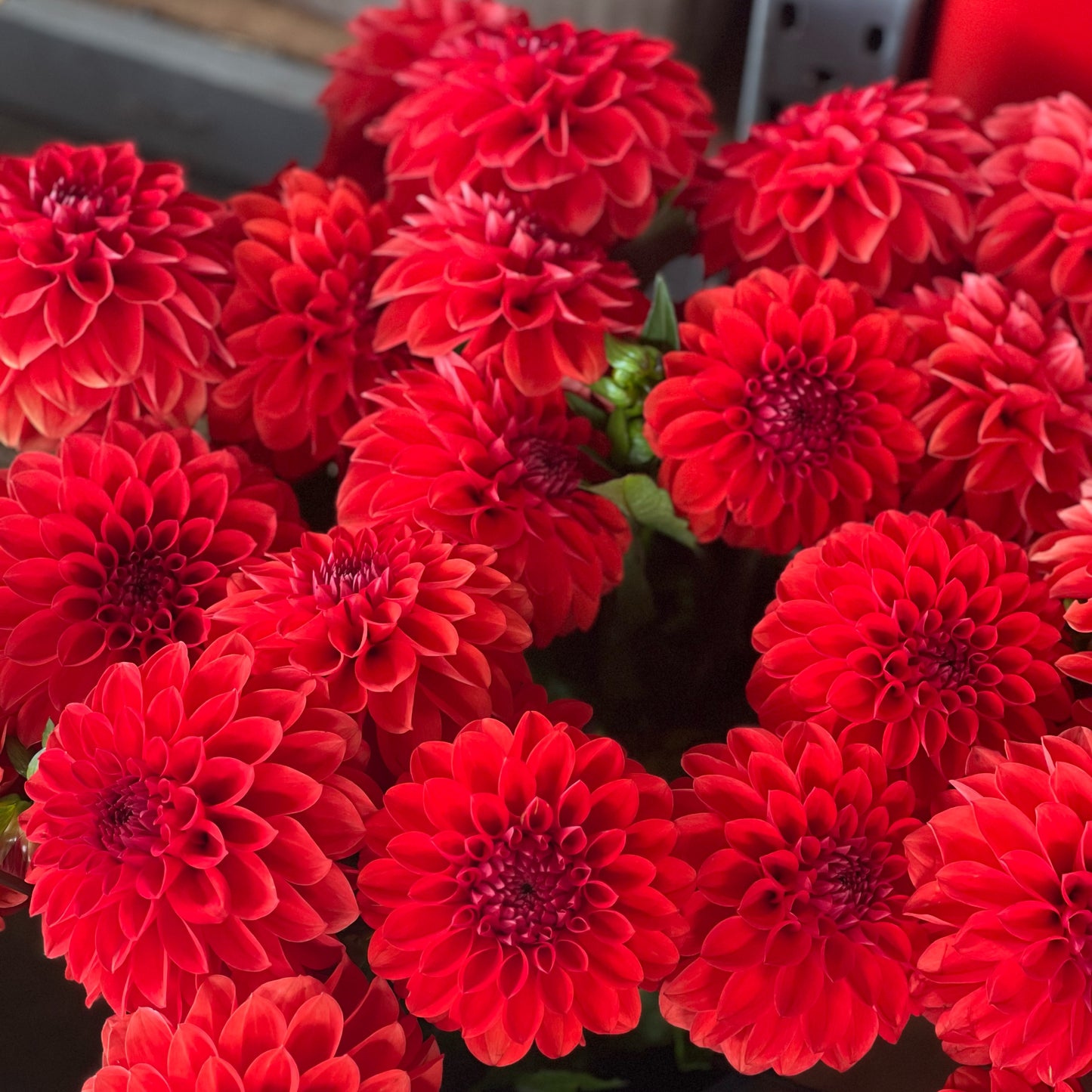 Cut Flower Dahlia Tuber ( Bulb ) Decorative Red PRE-SALE