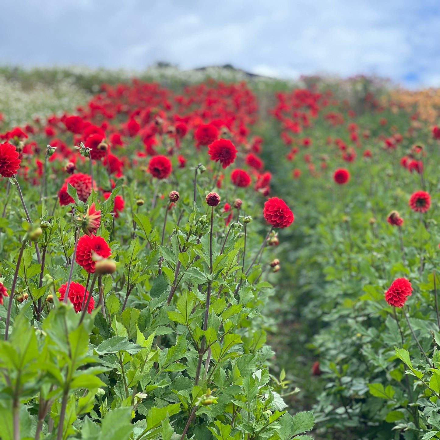 Cut Flower Dahlia Tuber ( Bulb ) Decorative Red PRE-SALE