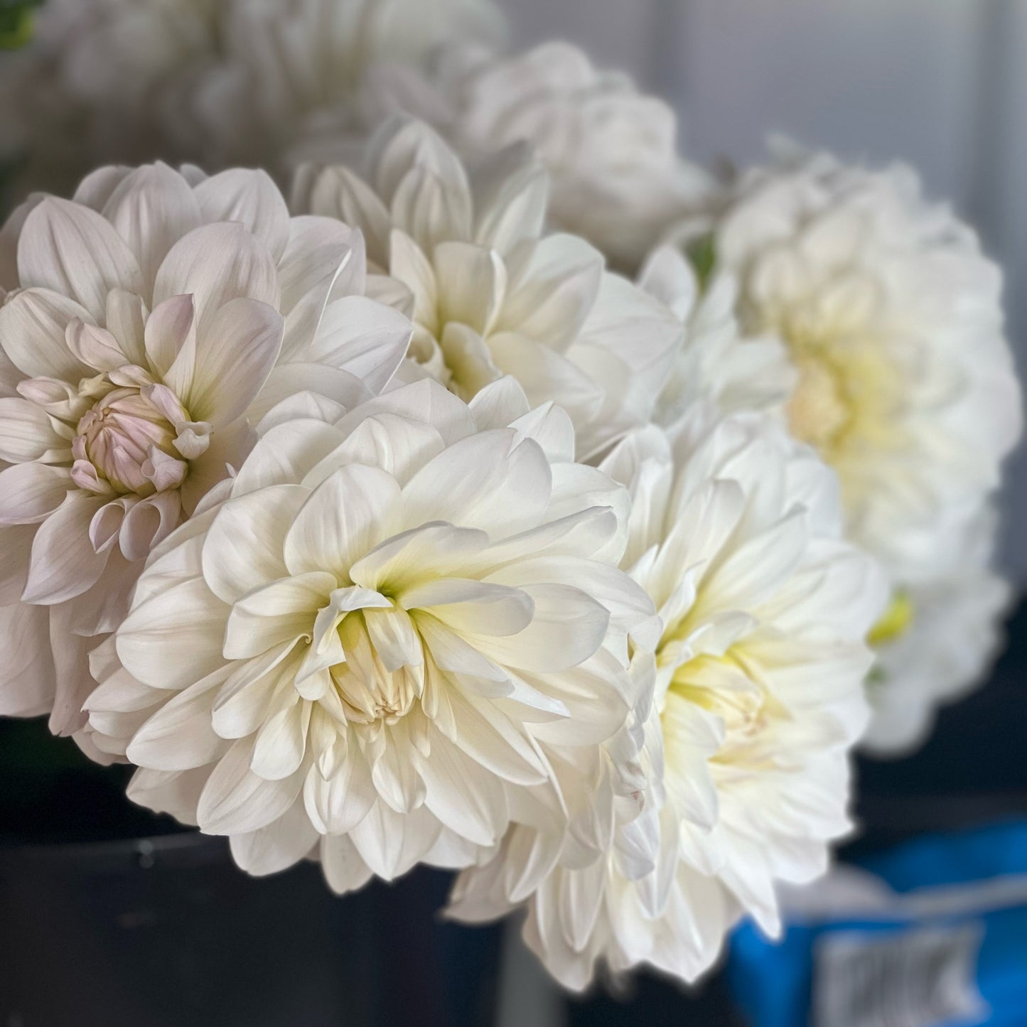 Cut Flower Dahlia Tuber ( Bulb ) Decorative White PRE-SALE