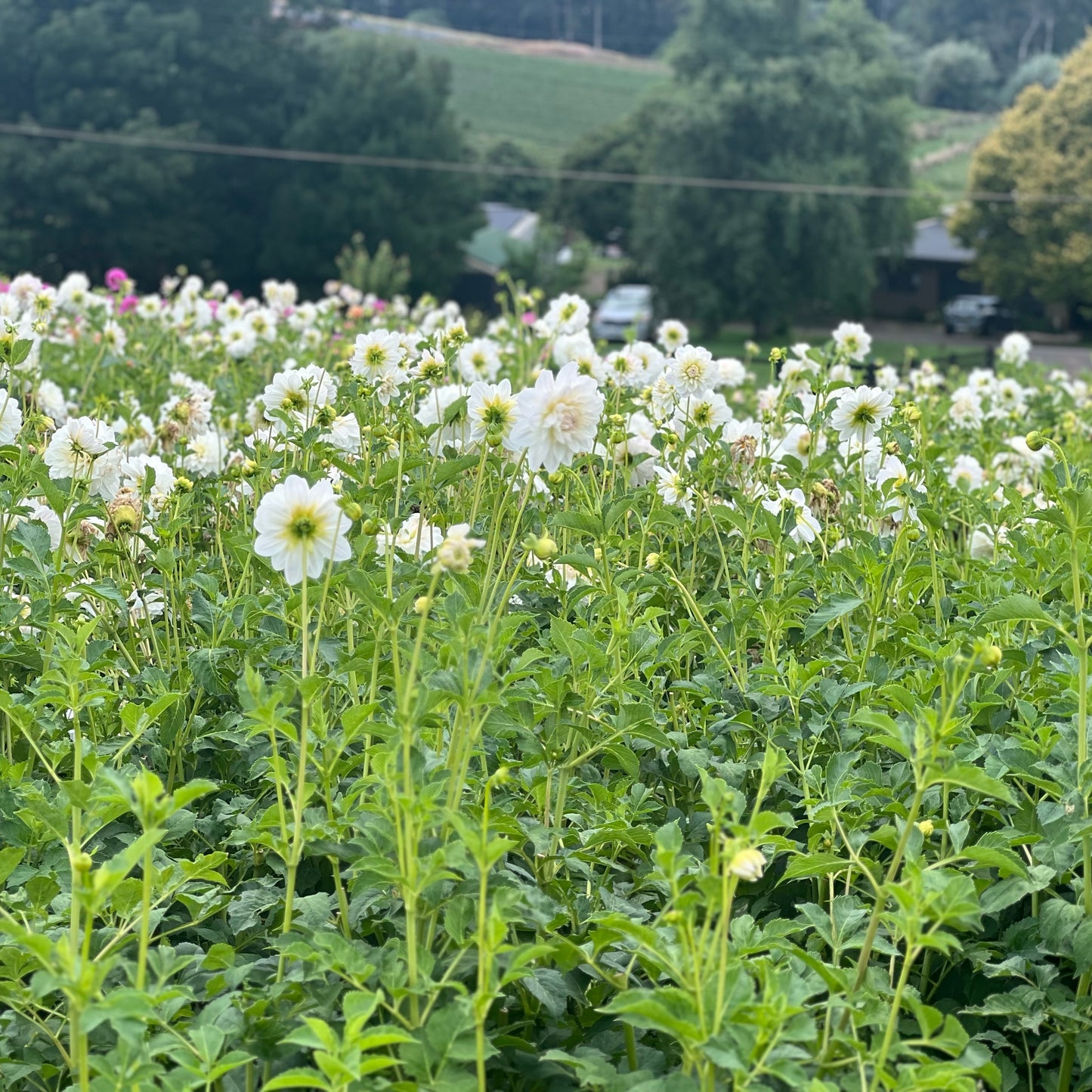 Cut Flower Dahlia Tuber ( Bulb ) Decorative White PRE-SALE