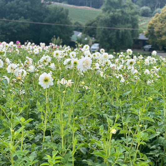Cut Flower Dahlia Tuber ( Bulb ) Decorative White PRE-SALE