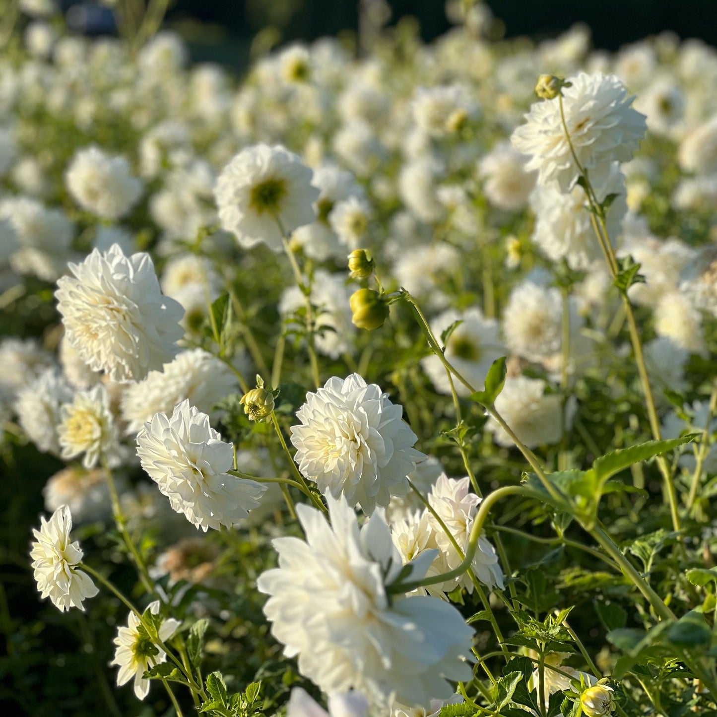 Cut Flower Dahlia Tuber ( Bulb ) Decorative White PRE-SALE