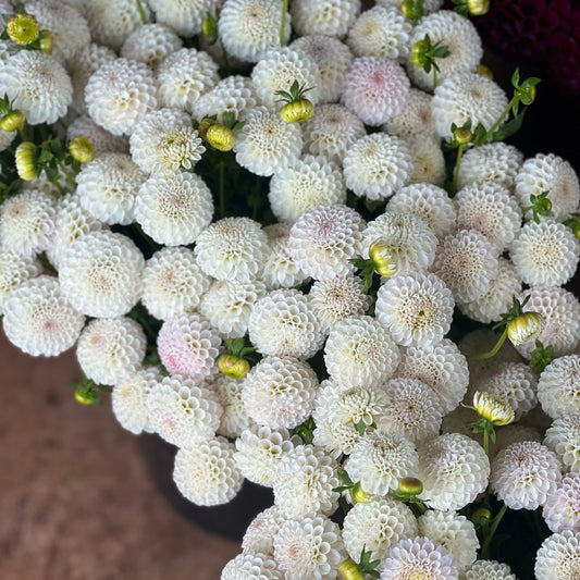 Cut Flower Dahlia Tuber ( Bulb ) Pompon White PRE-SALE